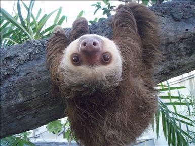 800pxTwotoedsloth.JPG