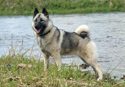 Norsk älghund, grå (gråhund)
