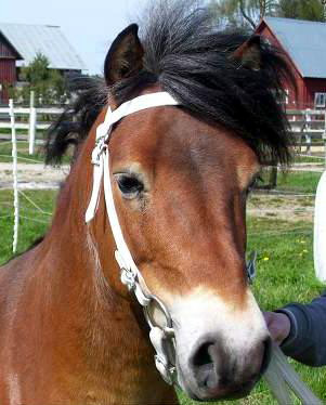 Lasse huvud.jpg