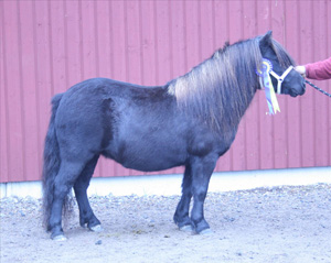 backens helma 1.JPG