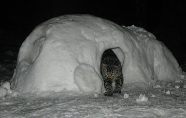 Katten-bygger-snökoja.jpg