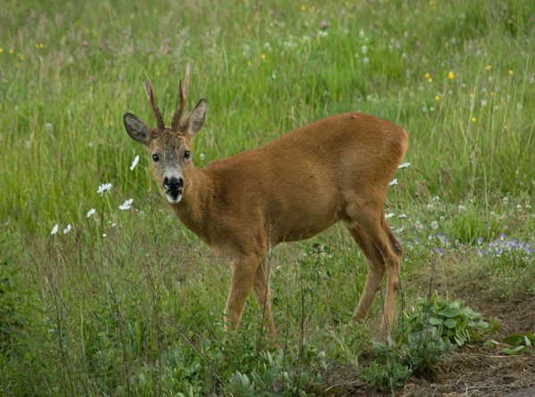 Råbock,.jpg