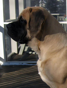 Mastiff