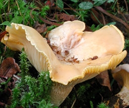 cantharellus_pallens_01.jpg