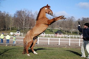 Hoppenhof's Olliver 39-04-1026 DSC_0007 liten.JPG