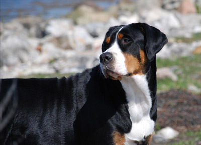 Grosser schweizer sennenhund