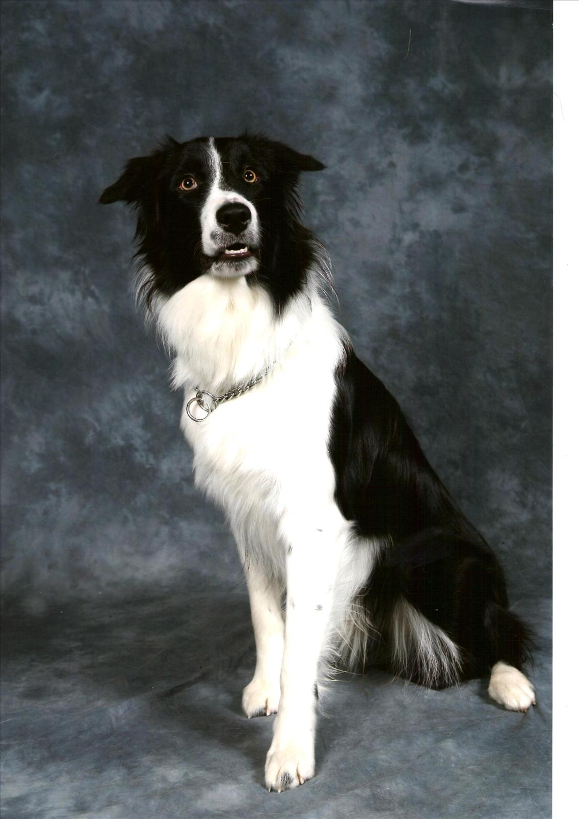 Månadens Hund - November