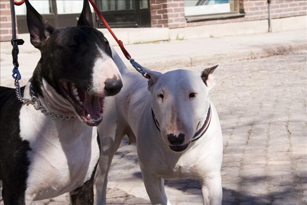 bullterrier3.jpg