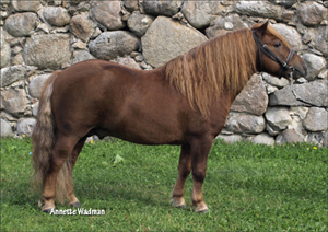 09gmbj_backens_monsun.jpg