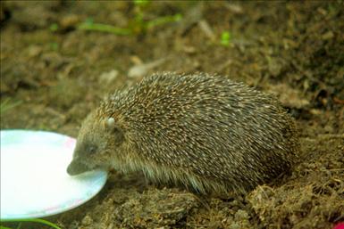 01_11_3---Hedgehog_web.jpg