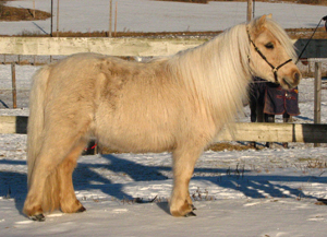 johannesbergs_golden_queen_norrkoping09.jpg