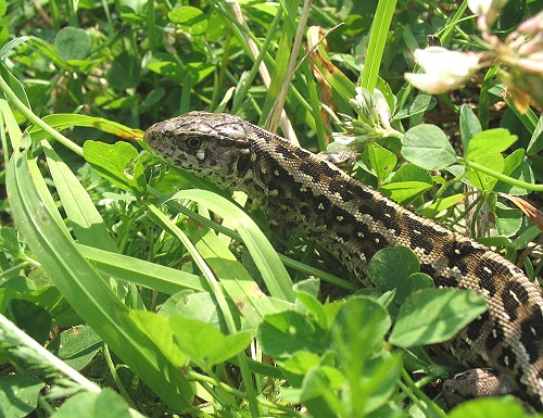 Sandödla