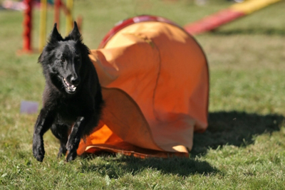 Belgisk vallhund groenendael
