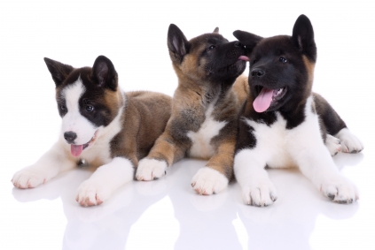 American Akita