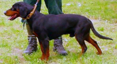 Slovenský kopov