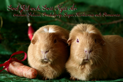 God Jul önskar FeliciaS & marsvinen