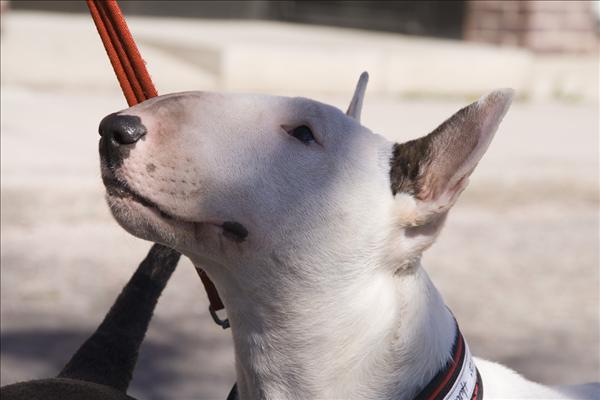 bullterrier4.jpg