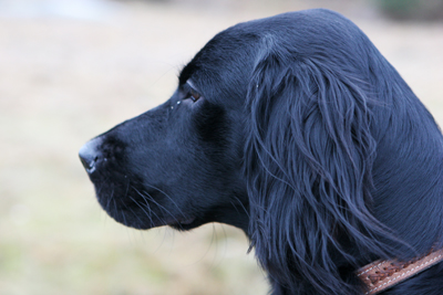 Flatcoated retriever 