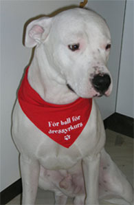 dogoargentino4.jpg