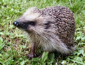 328292_hedgehogs_3.jpg