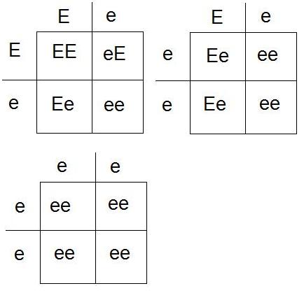 Korsningsschema Ee Ee Ee ee ee ee.jpg