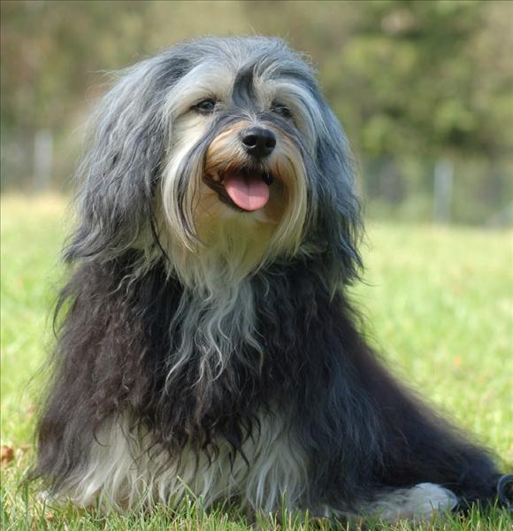 Isfolkets kennel