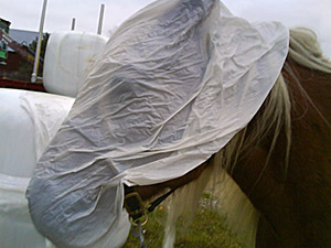 bild2.jpg