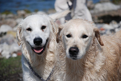 Golden retriever