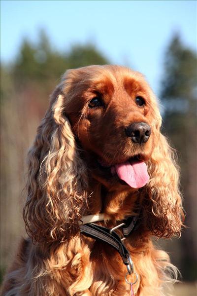 Cocker spaniel