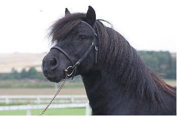 veckans hingst