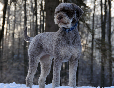 Lagotto romagnolo