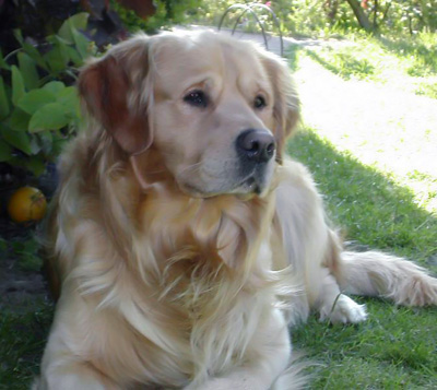 Golden retriever 
