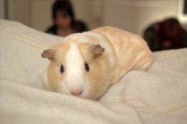 guineapig-squeaky-1946862-l.jpg