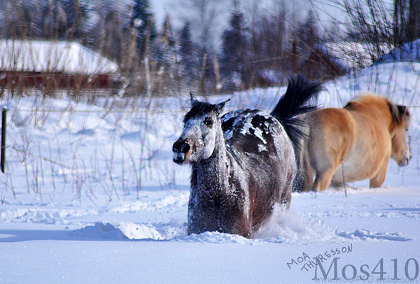 Animal-3LBE.jpg