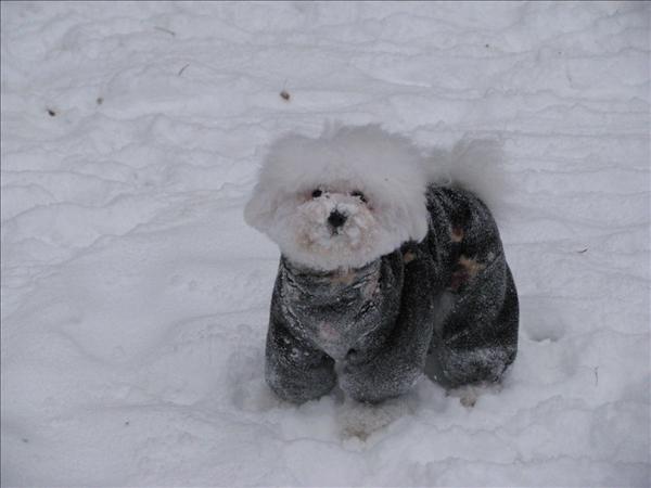Månadens bichon januari 2011
