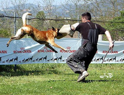 Malinois