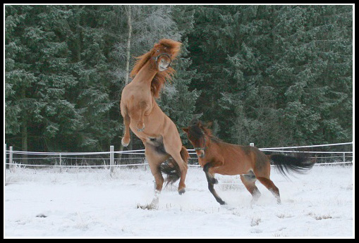 Russbilden Januari2010