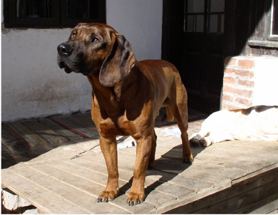 Hannoveransk viltspårhund