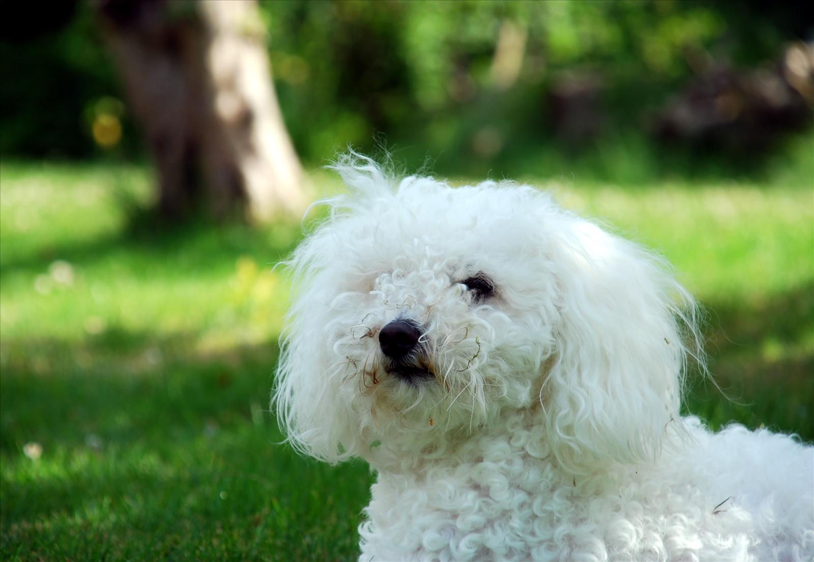 Månadens Bichon - September