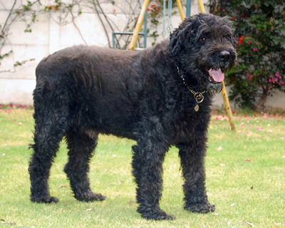 Bouvier des flandres