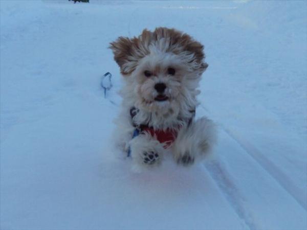 Månadens bichon februari 2010