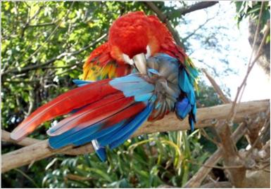 parrott.JPG
