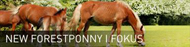 new_forestponny.jpg