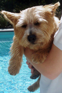 Norwichterrier