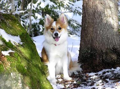 stelpa, isländsk fårhund - medlem stelpalezzlie.jpg