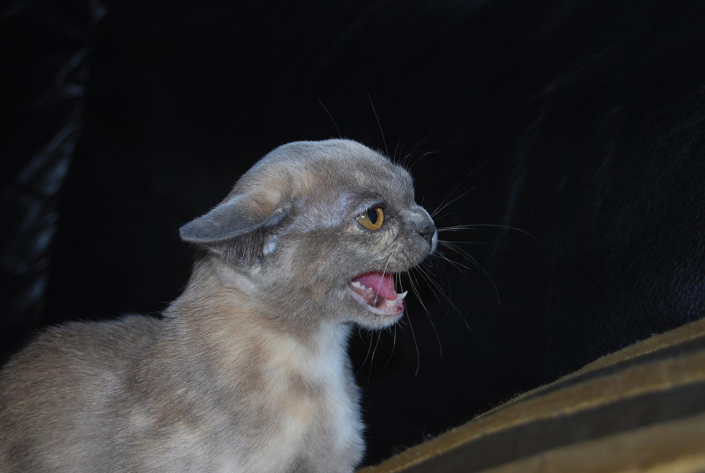 Månadens katt