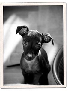 omsulan_230x305.png