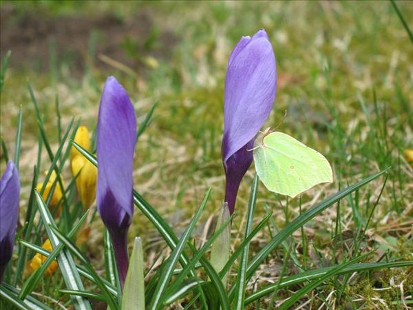 Bidrag 2 Fjäril på krokus
