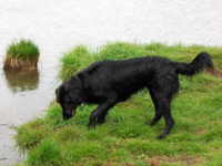 Flatcoated retriever 
