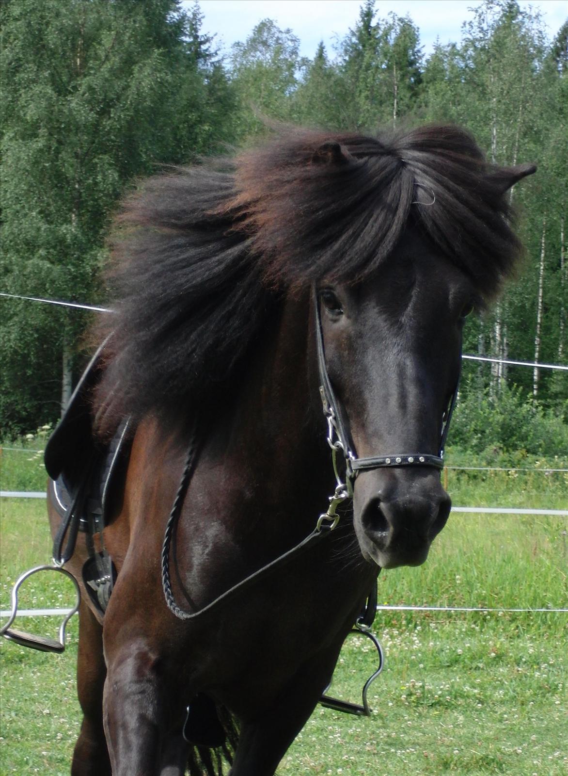 Tyr i rundkorallen